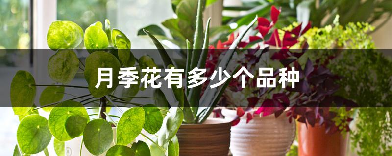 月季花有多少个品种 月季花有多少个品种