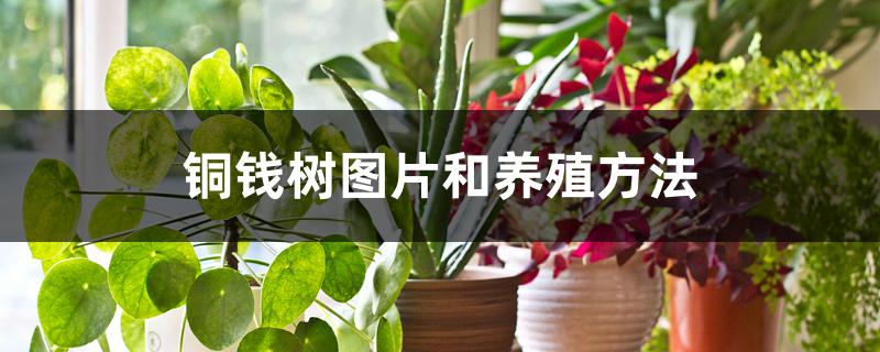 铜钱树图片和养殖方法 铜钱树图片和养殖方法