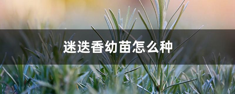 迷迭香幼苗怎么种 迷迭香幼苗怎么种