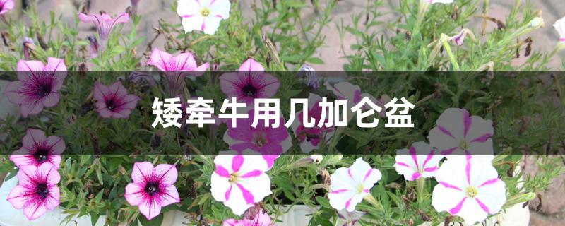 矮牵牛用几加仑盆 矮牵牛用几加仑盆
