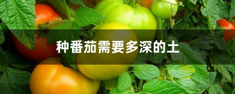种番茄需要多深的土 种番茄需要多深的土