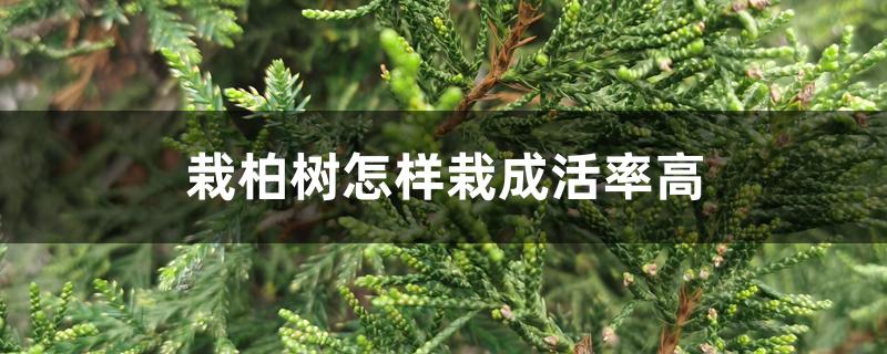 栽柏树怎样栽成活率高 栽柏树怎样栽成活率高