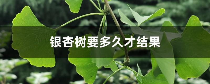 银杏树要多久才结果 银杏树要多久才结果