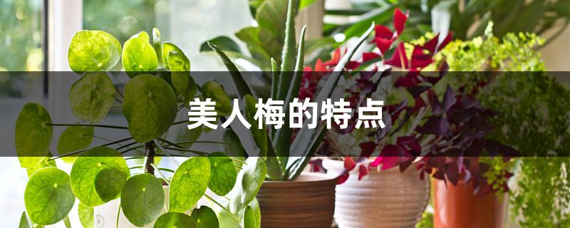 美人梅的特点 美人梅的特点