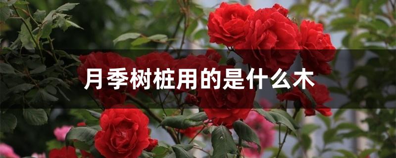 月季树桩用的是什么木 月季树桩用的是什么木