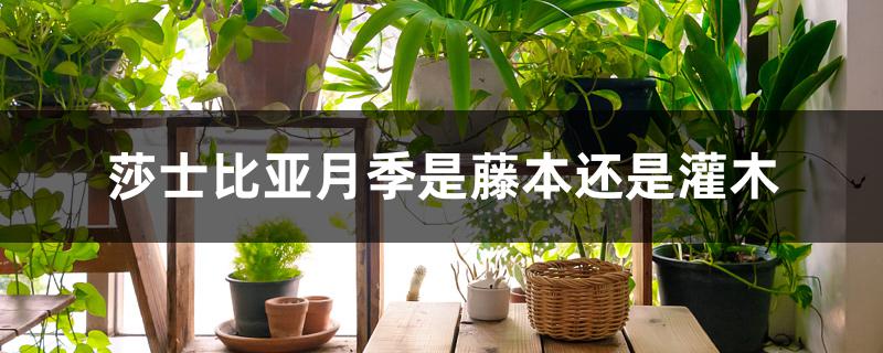 莎士比亚月季是藤本还是灌木 莎士比亚月季是藤本还是灌木