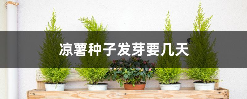 凉薯种子发芽要几天 凉薯种子发芽要几天