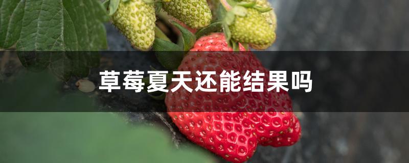 草莓夏天还能结果吗 草莓夏天还能结果吗