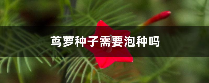 茑萝种子需要泡种吗 茑萝种子需要泡种吗