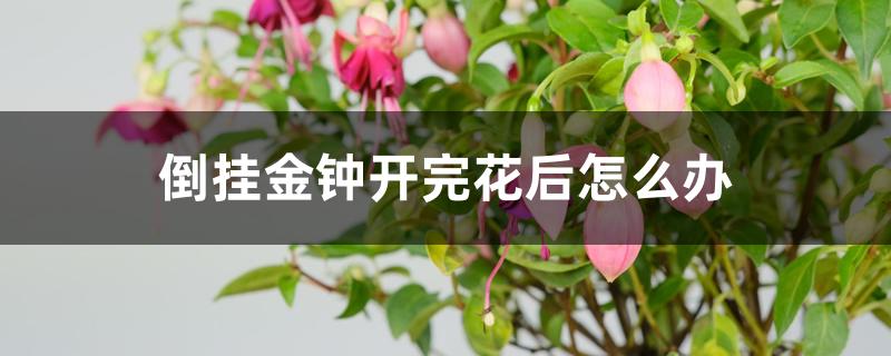 倒挂金钟开完花后怎么办 倒挂金钟开完花后怎么办