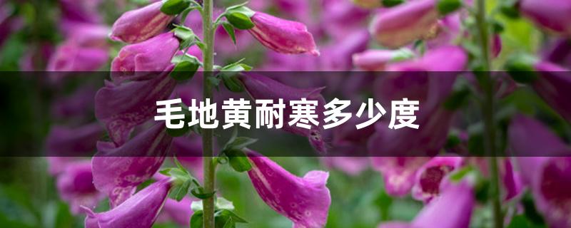 毛地黄耐寒多少度 毛地黄耐寒多少度