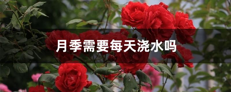 月季需要每天浇水吗 月季需要每天浇水吗