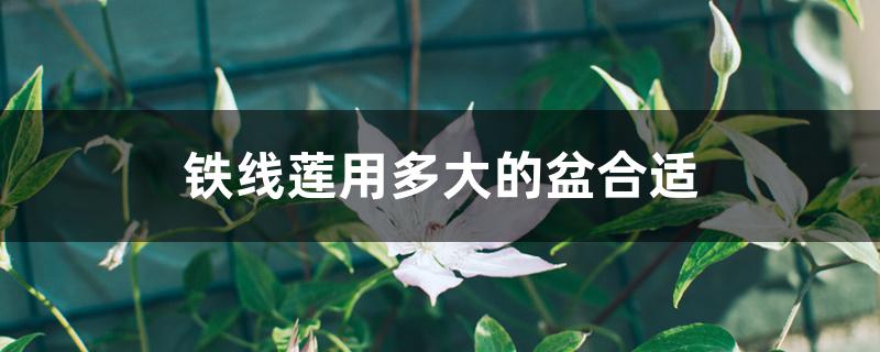 铁线莲用多大的盆合适 铁线莲用多大的盆合适