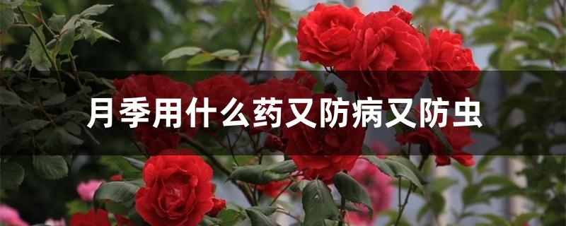 月季用什么药又防病又防虫 月季用什么药又防病又防虫