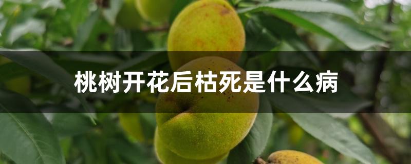 桃树开花后枯死是什么病 桃树开花后枯死是什么病