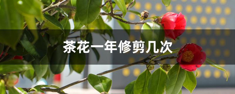 茶花一年修剪几次 茶花一年修剪几次