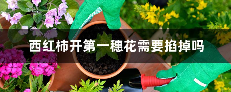 西红柿开第一穗花需要掐掉吗 西红柿开第一穗花需要掐掉吗