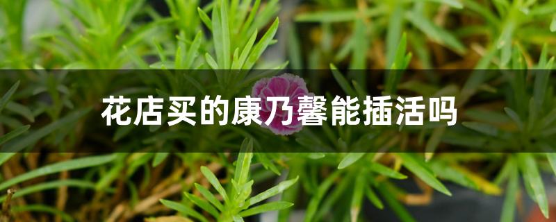 花店买的康乃馨能插活吗 花店买的康乃馨能插活吗