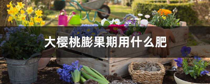 大樱桃膨果期用什么肥 大樱桃膨果期用什么肥