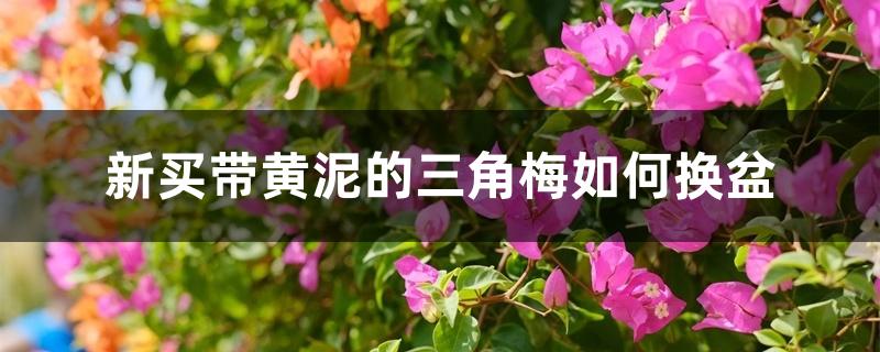 新买带黄泥的三角梅如何换盆 新买带黄泥的三角梅如何换盆