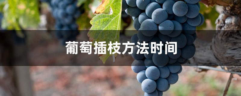 葡萄插枝方法时间 葡萄插枝方法时间