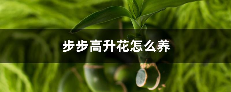步步高升花怎么养 步步高升花怎么养