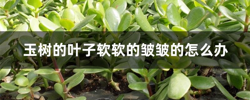 玉树的叶子软软的皱皱的怎么办 玉树的叶子软软的皱皱的怎么办