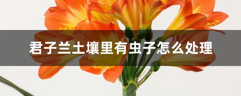 君子兰土壤里有虫子怎么处理 君子兰土壤里有虫子怎么处理