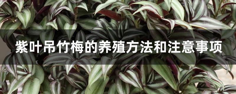 紫叶吊竹梅的养殖方法和注意事项 紫叶吊竹梅的养殖方法和注意事项