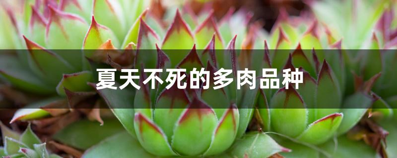 夏天不死的多肉品种 夏天不死的多肉品种