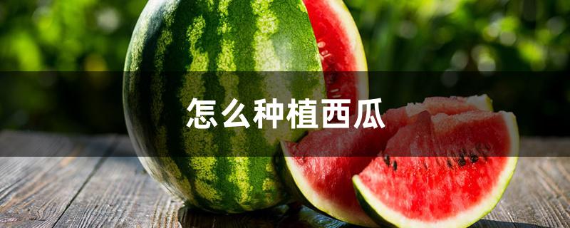 怎么种植西瓜 怎么种植西瓜