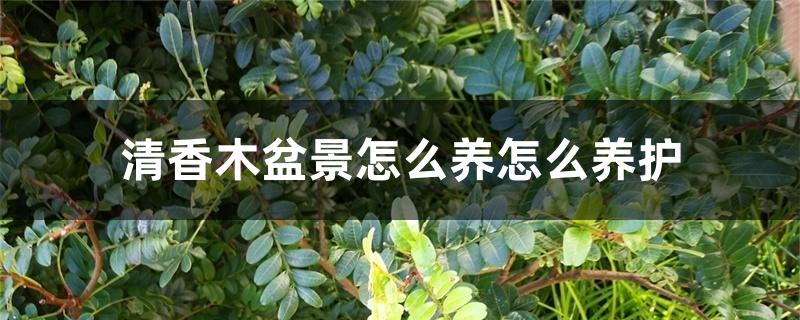 清香木盆景怎么养怎么养护 清香木盆景怎么养怎么养护