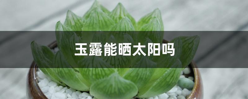 玉露能晒太阳吗 玉露能晒太阳吗
