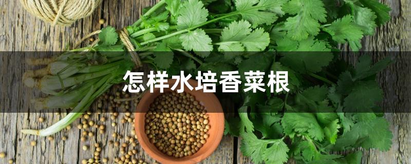 怎样水培香菜根 怎样水培香菜根