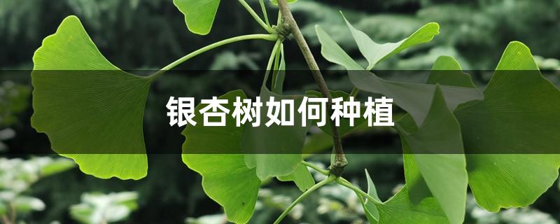 银杏树如何种植 银杏树如何种植