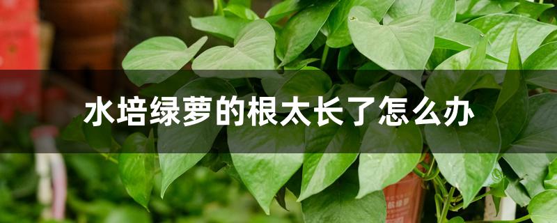 水培绿萝的根太长了怎么办 水培绿萝的根太长了怎么办