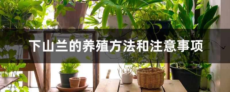 下山兰的养殖方法和注意事项 下山兰的养殖方法和注意事项