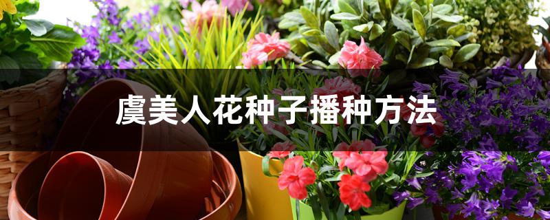 虞美人花种子播种方法