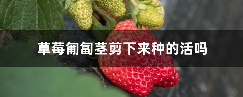 草莓匍匐茎剪下来种的活吗 草莓匍匐茎剪下来种的活吗