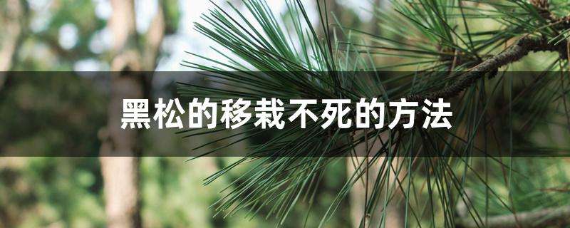 黑松的移栽不死的方法 黑松的移栽不死的方法