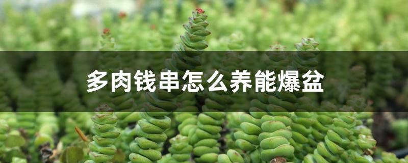 多肉钱串怎么养能爆盆 多肉钱串怎么养能爆盆