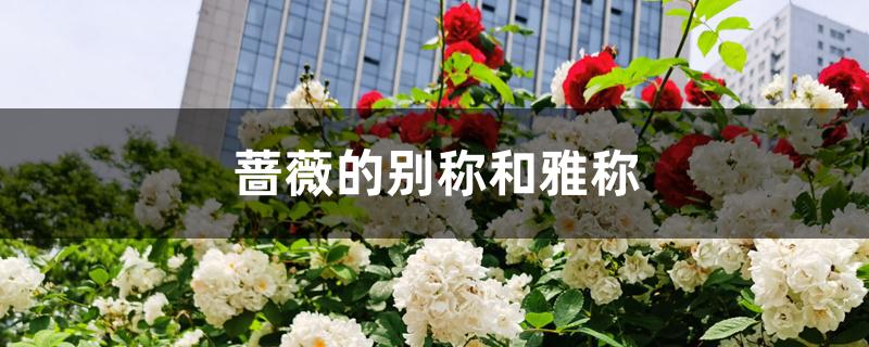 蔷薇的别称和雅称 蔷薇的别称和雅称