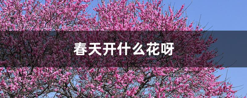 春天开什么花呀 春天开什么花呀