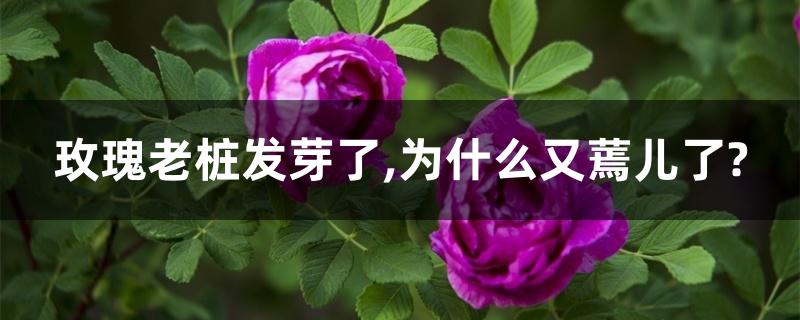 玫瑰老桩发芽了,为什么又蔫儿了? 玫瑰老桩发芽了,为什么又蔫儿了?