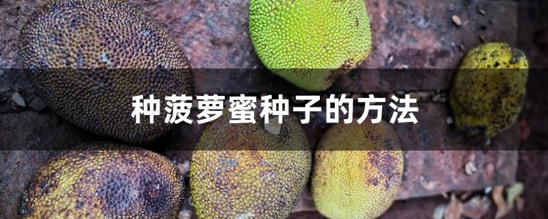 种菠萝蜜种子的方法 种菠萝蜜种子的方法