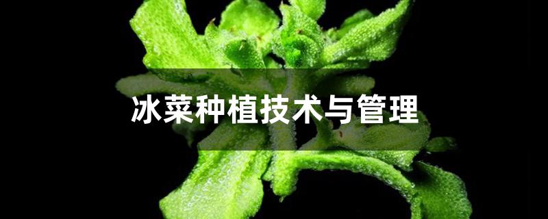 冰菜种植技术与管理 冰菜种植技术与管理