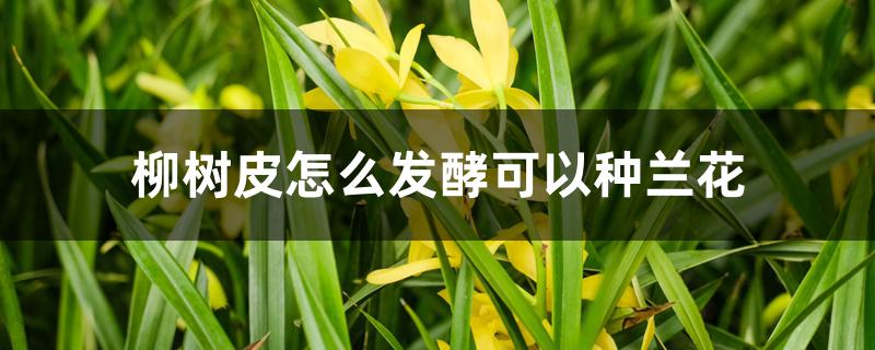 柳树皮怎么发酵可以种兰花 柳树皮怎么发酵可以种兰花