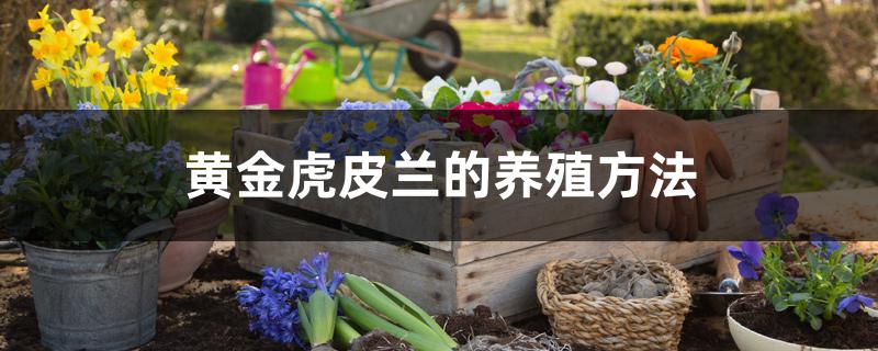 黄金虎皮兰的养殖方法 黄金虎皮兰的养殖方法