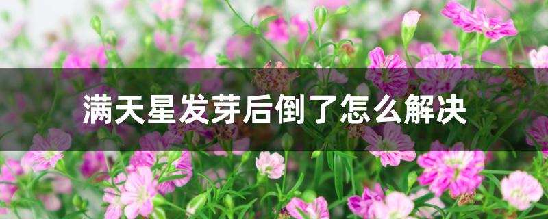 满天星发芽后倒了怎么解决 满天星发芽后倒了怎么解决