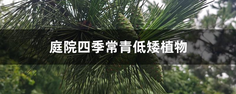 庭院四季常青低矮植物 庭院四季常青低矮植物